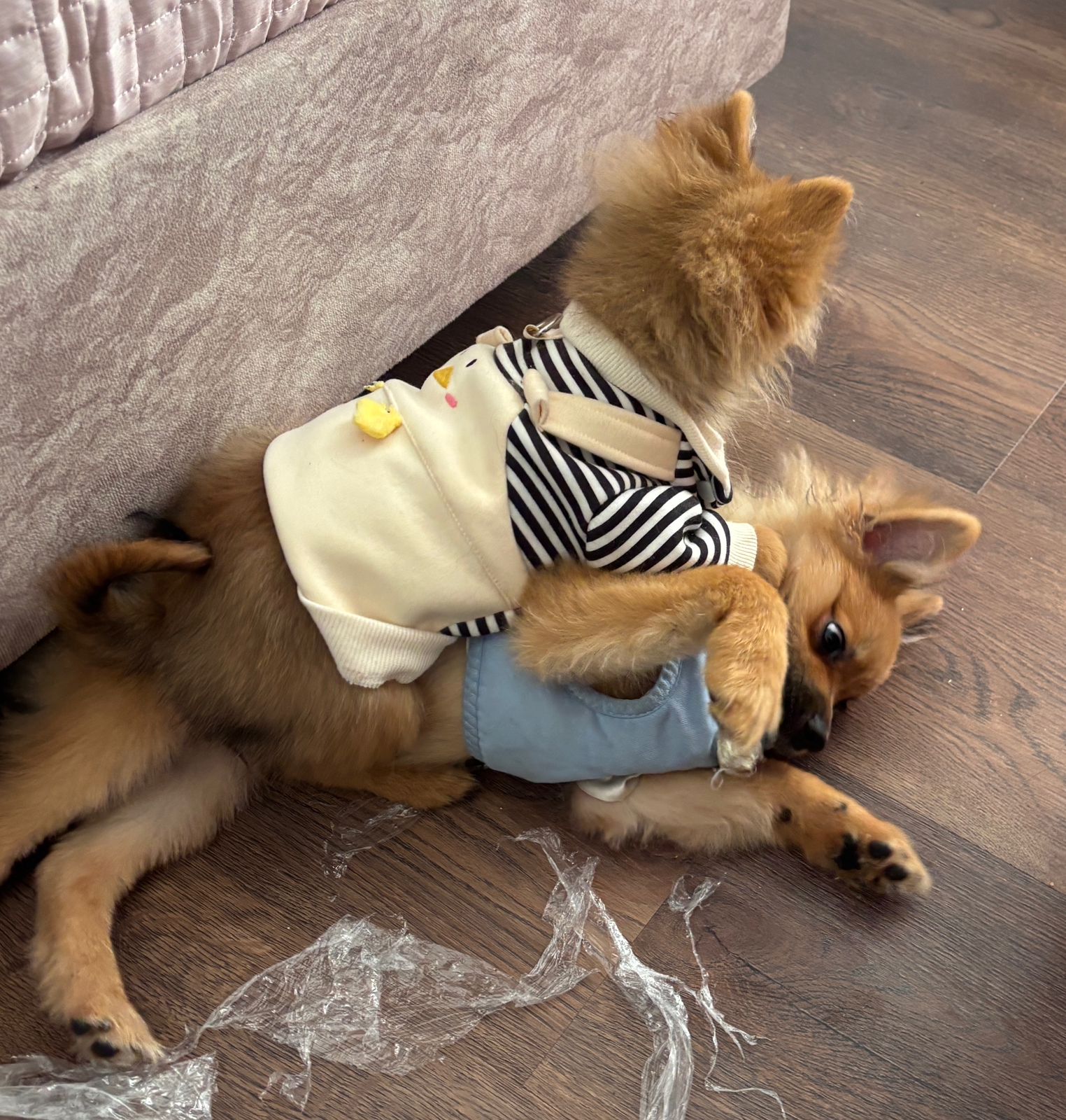 vendo perros Pomerania