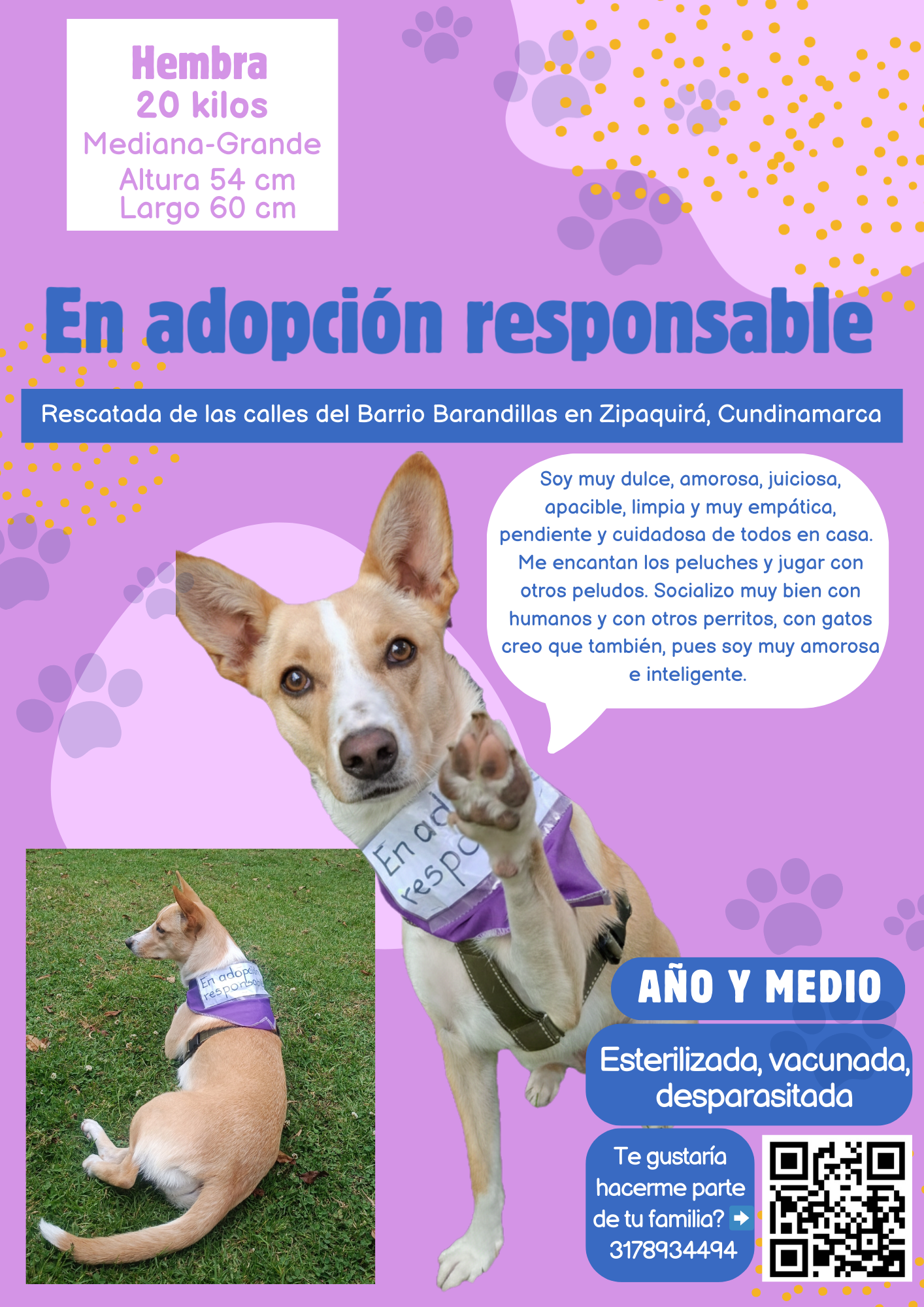 Perrita en adopcion responsable