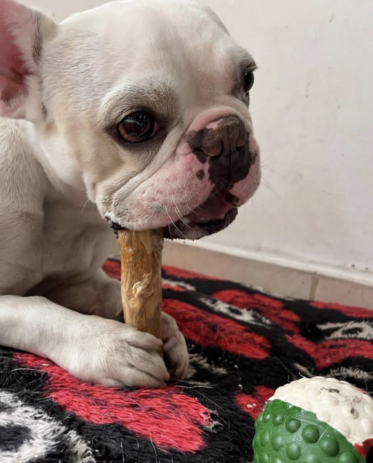 Palos de café para perros